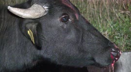 Buffalo calf cries after mother gets hit by car and lies dead on Romanian roadside