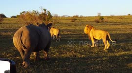 Mating lions interrupted by rhino
