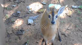 Curious baby duiker wants to investigate the camera