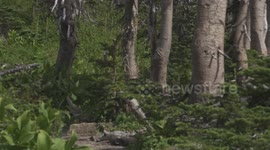 Close Grizzly Bear Encounter: Massive Brown Bear Emerges From Forest Captured in 4K