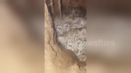 Snow leopard cubs hiss and growl at Chinese villagers