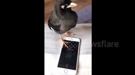 Bird sings along to classic Chinese melody
