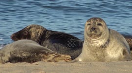 Seals basking fighting and playing  in the wild and on beach in Horsey Norfolk UK