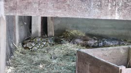 Python Caught After Killing Three Roosters