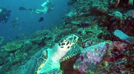 Sea turtle scratches itch on coral in Indonesia