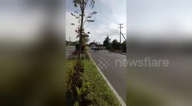 Newsflare Edit - buffalo blocking the road