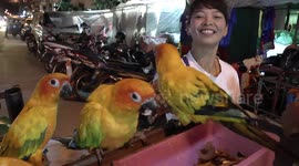 Birds on newspaper delivery take a break