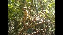 Zambia. Livingstone. Cataratas Victoria falls (9) Baboons family, baby near. Bebé de cerca. 2016