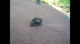 Zambia. Livingstone. Sapito gordaco corriendo. 2016 Fat toad running