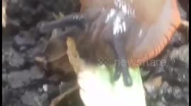 Just a big Slug eating a Leaf...