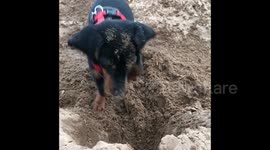 Dachshund digging a huge hole with her short paws