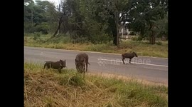 Zimbabue. Victoria Falls (2) Encuentro primero con jabalíes. Warthogs. 2016