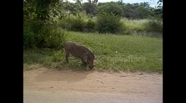 Zimbabwe. Zimbabue. Victoria Falls (15) . Warthogs family. 2016