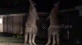 Kangaroos go toe to toe in night-time fight on lawn
