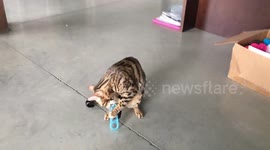 Sam the Bengal Cat Finds Mystery Toy