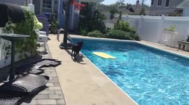 Dog has amazing balance