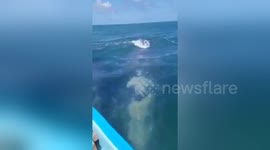 Tourists have amazing encounter with Grey whales