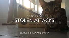 Bengal cats: sibling cats compete for the best attacks