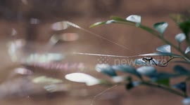 Amazing Spider Web