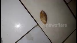 indonesian magic stone