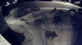 Herd of peccaries 'invade' Phoenix garden