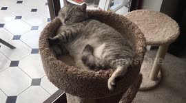 Cute cat lets foot dangle while sleeping