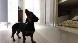 Dachshund eager to get a cookie!