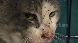 Animal rescuers save over 40 cats from hoarding house