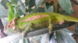 This is what a chameleon giving birth looks like