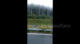 黑龙江省建鸡高速公路发现野生老虎身影