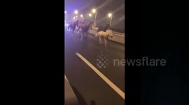 Runaway horses gallop along Chinese highway
