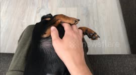 Cute puppy loves to get a massage