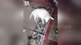 Newsflare Edit - A Long dog Walk always leads to one thing