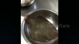 Fish refuses to be turned over