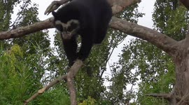 Spectacled bear cub shows off impressive climbing skill in the rain