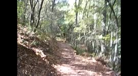 España. Spain. Camino de Santiago Primitivo. Día 5. Bosque llegando a Grandas de Salime. Forest. Wood. 2016