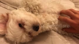 Puppy begging for a tummy tickle
