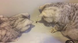 Chaotic cat spider-hunting operation