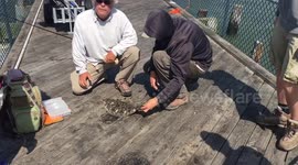 20 inch Summer Flounder caught at Cape Henlopen State Park Fishing Pier Delaware