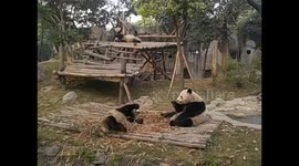 China. Chengdu. Panda breeding center (2) Pandas eating bamboo. 2015
