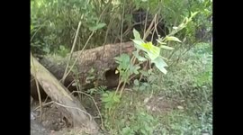 China. Chengdu. Panda breeding center (4) Red panda, panda rojo. 2015