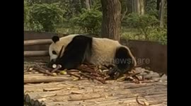 China. Chengdu. Panda breeding center (6) Panda belly up eating bamboo with two legs.