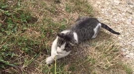 Playing cat