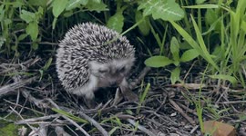 Hedgehog