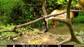 elk bull and pee 7Sep2017