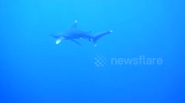 EXTREMELY CLOSE ENCOUNTER WITH AN OCEANIC SHARK