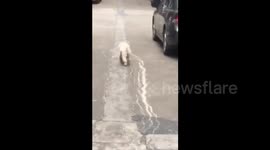 Happy dog jumps on road