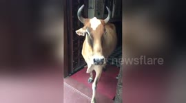Just a cow coming out of a hotel