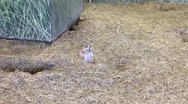Overwight Prairie Dogs