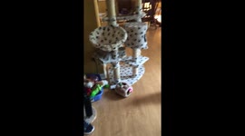 Cat gets her toy a unexepted way!